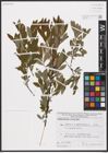 Foto von Salix aurita L. x Salix myrtilloides L.